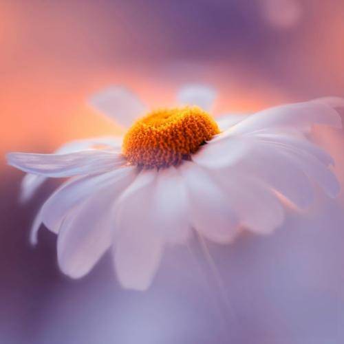 ریم السواس یا ریتاني عصفورة