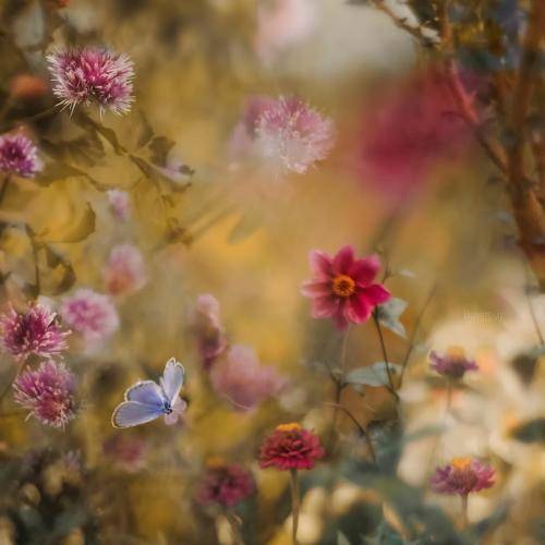 دلنیا رزازی و ناصر رزازی هه موو هاوده‌نگ