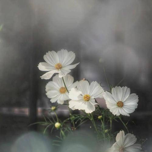 مهیار تو این خونه اعصاب کی داره کی شاده