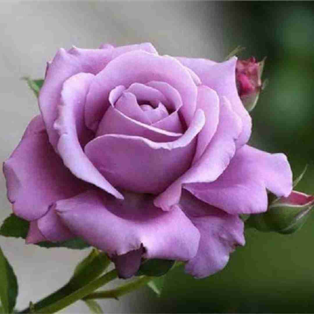 شاپور قربان اولوم نشناختی ترکارو