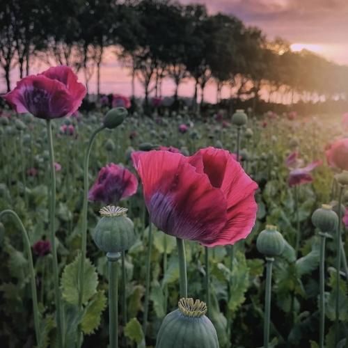 چقد بهم میومدیم نری یه وقت اونم گذاشت رفت