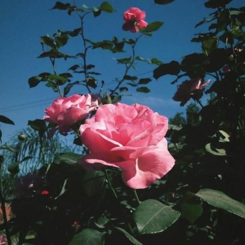  رفتی منو قالم گذاشتی زخم تو روی بالم گذاشتی