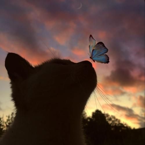 اخماتو وا کن پسرو