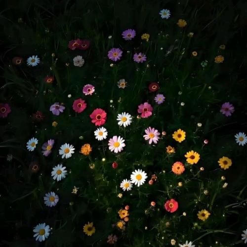  من توبه کردم از عشق