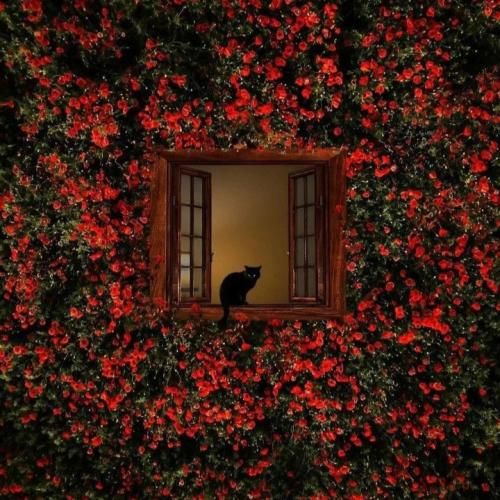  تورو جدا کردم از یه عالمه گل