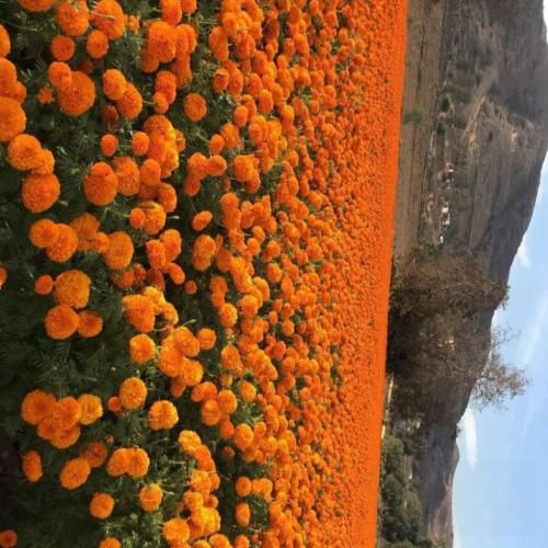  وقتی دپرس یه گوشم وقتی اشتیاق ندارم