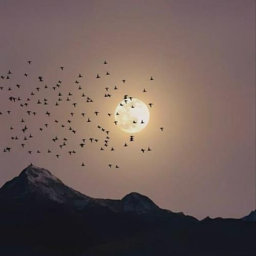 دیارا دل ای دل