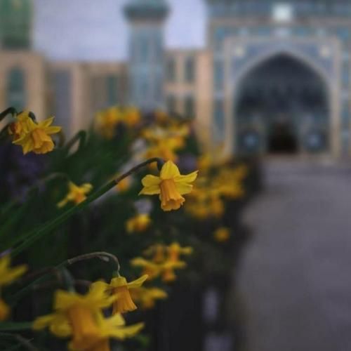  عمری اسیرم لعنت به دریا کشتی ندارم لعنت به سرما