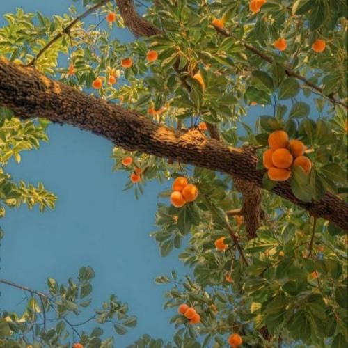 ببینم توام واسم دلت تنگ شده برگرد قول میدم