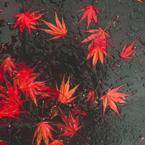  یه روز دستاتو میگیرم تهران بازم بچه هرچی میپیچم