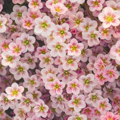  عزیزم تویی عشق ابدی ماندگار مثل جورج و ارمنی