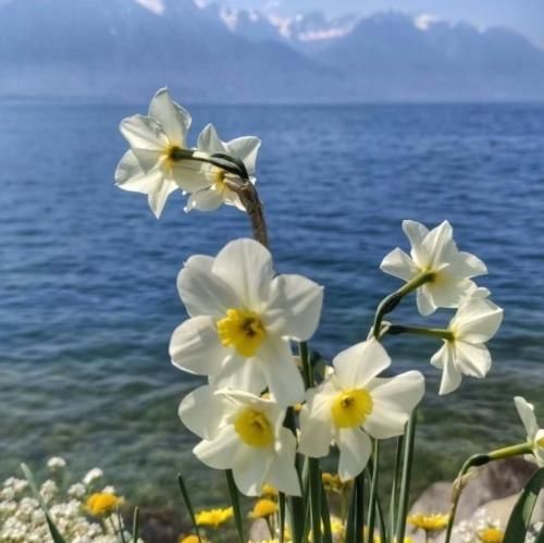  کارات خنده دارن چارلی چاپلین سرد شدی بد شدی