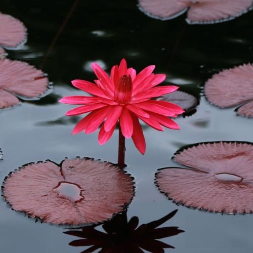  چشم عسلیه من تو که مرا خوب فهمیدی (ترکی معروف)