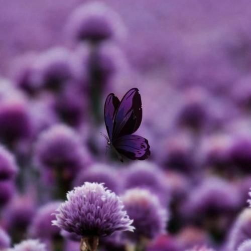  این یکی تموم شه میگم بیاد یدونه دیگه