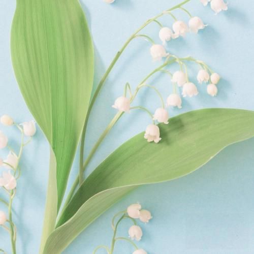 بگو حال میکنی یا نه میسپاری دل مارو